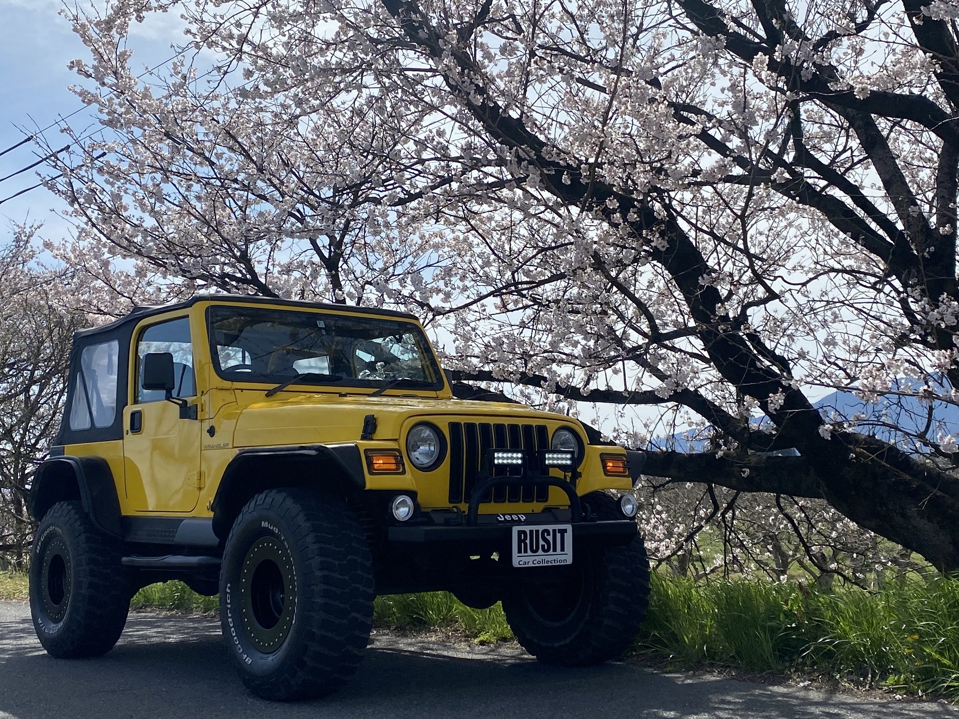 桜の季節～